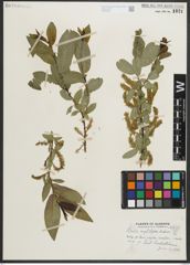 Foto von Salix myrtillifolia Anderson